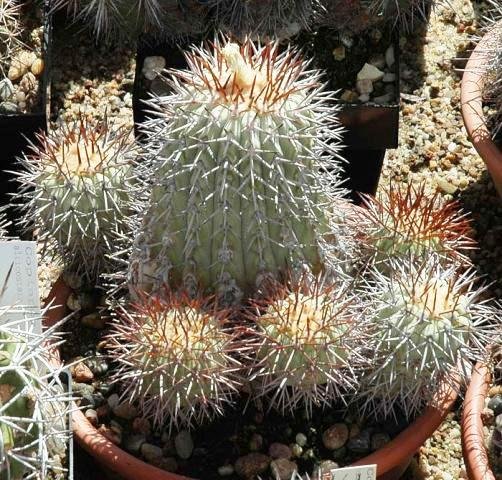 Copiapoa_tigrillensis